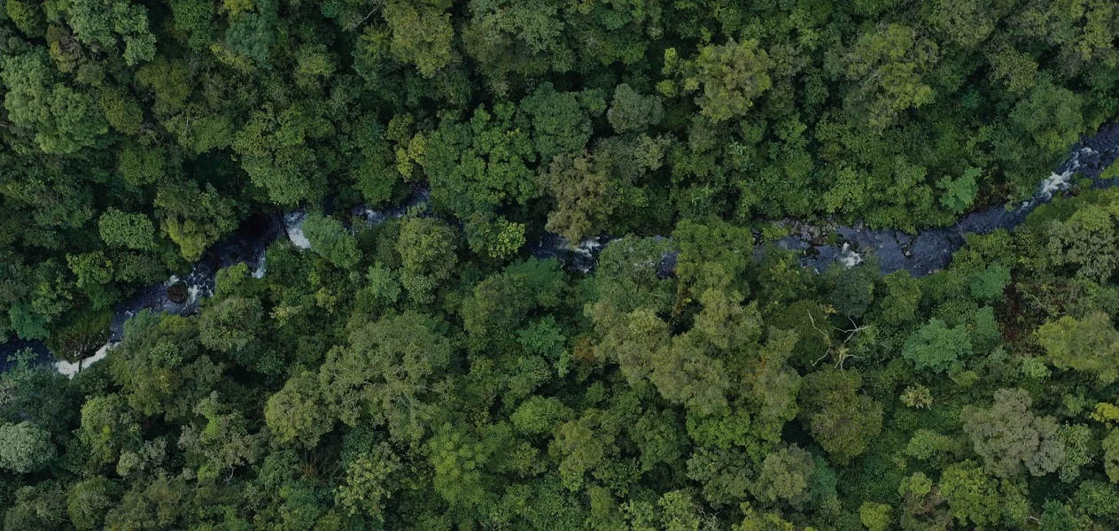 Salah satu wilayah hutan di Indonesia. Foto kehutanan.go.id