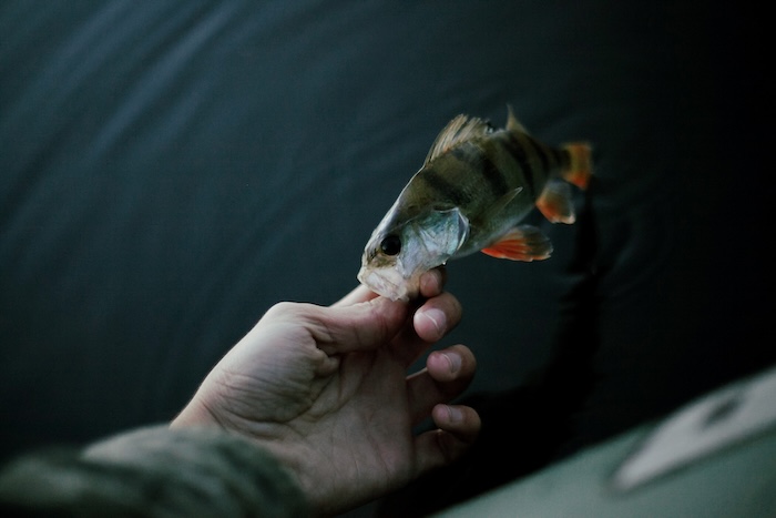 Korporasi Perikanan Pelaku Ilegal Fishing Nyaris tak Tersentuh Proses Hukum, Mengapa?